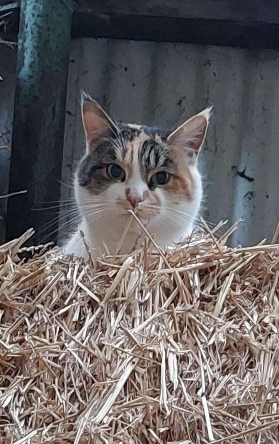 maine coon x europees korthaar poes, Dieren en Toebehoren, Katten en Kittens | Raskatten | Langhaar, Poes, 3 tot 5 jaar, Gechipt