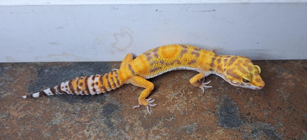 Luipaardgekko dame Tangerine Tremper Albino Leopard Gecko - female for sale from Sandra