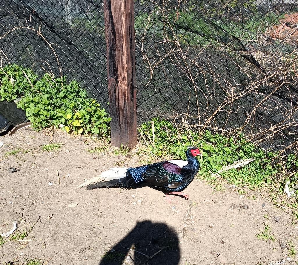 Ruilen een swinhoes fazant mannetje voor vrouwtje, Dieren en Toebehoren, Vogels | Overige Vogels, Mannelijk