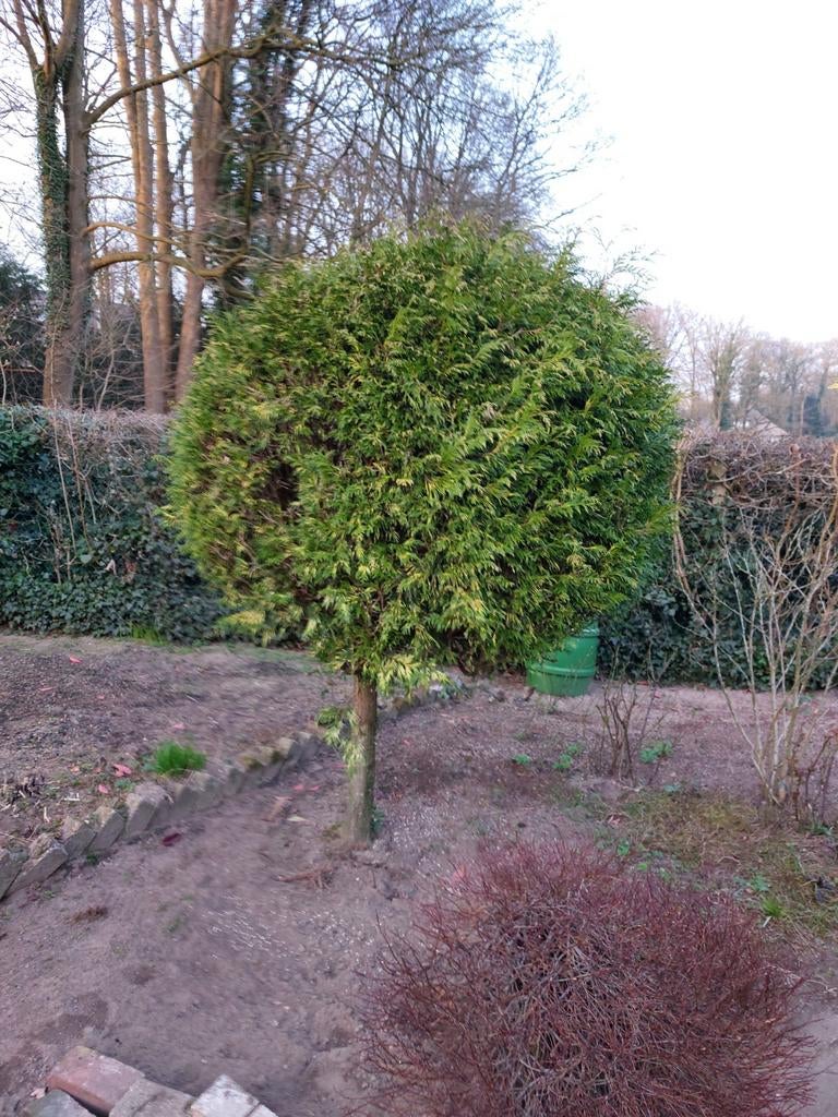 Oude conifeer - perfect voor uw tuin, Tuin en Terras, Overige soorten, Volle zon, Vaste plant, Ophalen of Verzenden
