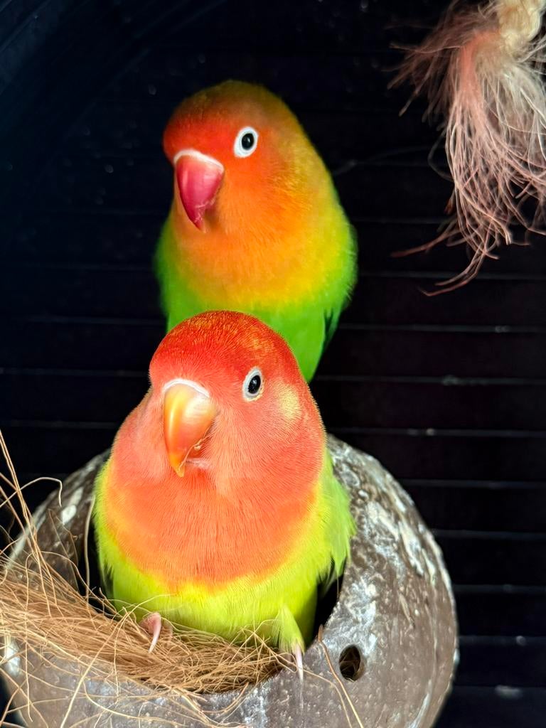 Agaponis koppel (niet tam), Meerdere dieren, Dwergpapegaai of Agapornis, Tam