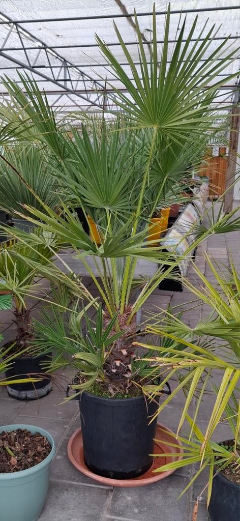 Chamerops humelis palm winterhard., 100 tot 250 cm, Zomer, Palmboom, Ophalen