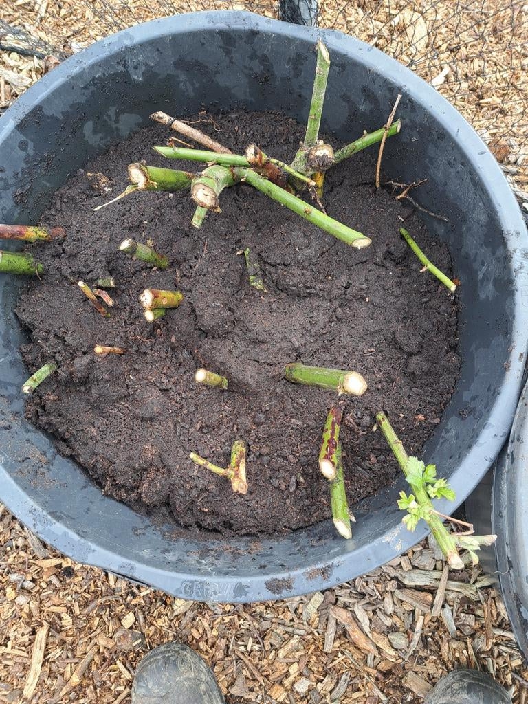 Doornloze bramen, Tuin en Terras, Ophalen, Minder dan 100 cm, Lente, Overige soorten