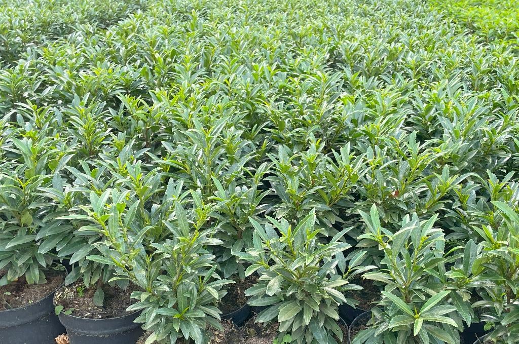 Laurier 'Sofia' Smalblijvend, geschikt als Buxusvervanger!🪴, Ophalen, Laurier, Haag, Minder dan 100 cm