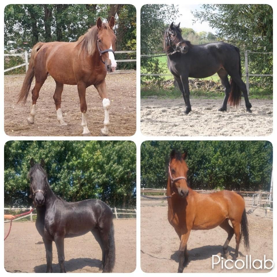 Diverse paarden/pony's, Dieren en Toebehoren, Paarden, Meerdere dieren, 3 tot 6 jaar