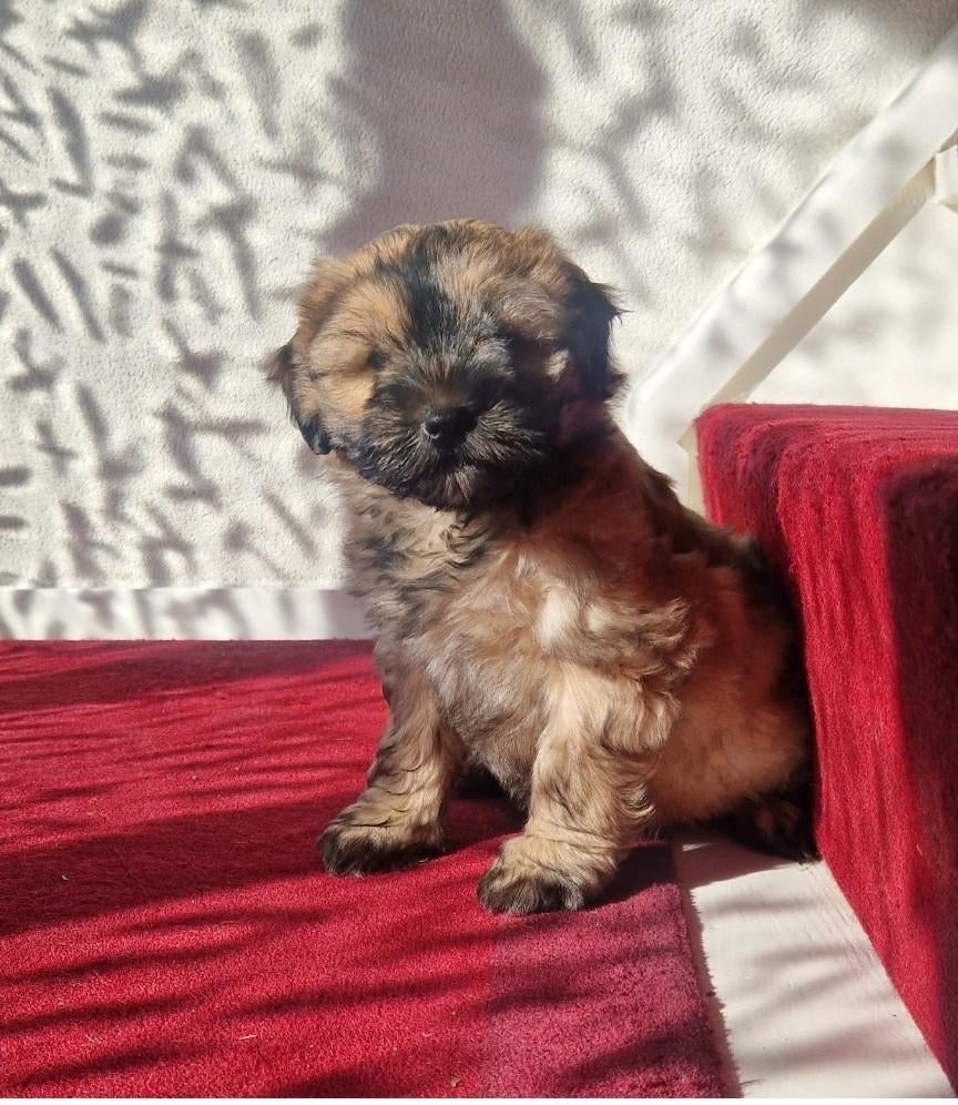 shih-tzu x mini labradoodle reutje, Dieren en Toebehoren, Parvo, 8 tot 15 weken, Eén hond, Nederland