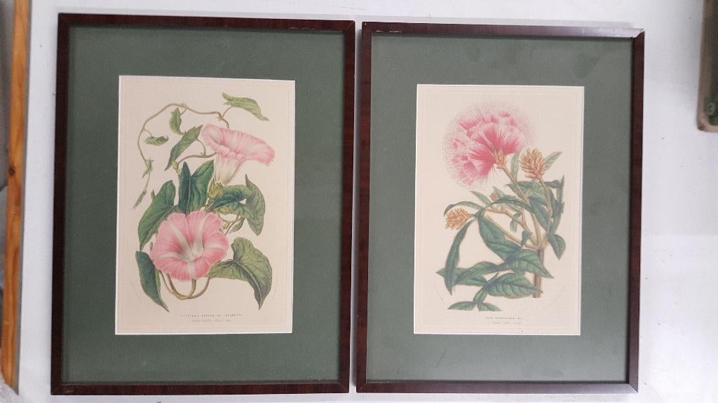 Twee botanische prenten, Verzamelen, Foto's en Prenten, Gebruikt, Prent, Natuur, Voor 1940, Ophalen of Verzenden