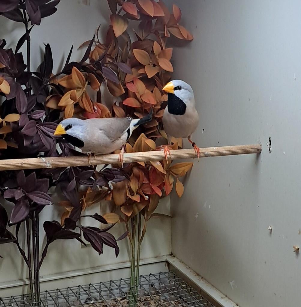 spitsstaart man gezocht, Dieren en Toebehoren, Vogels | Overige Vogels, Mannelijk, Tropenvogel