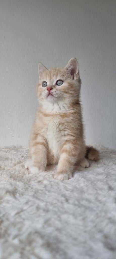 British shorthair kitten, Poes