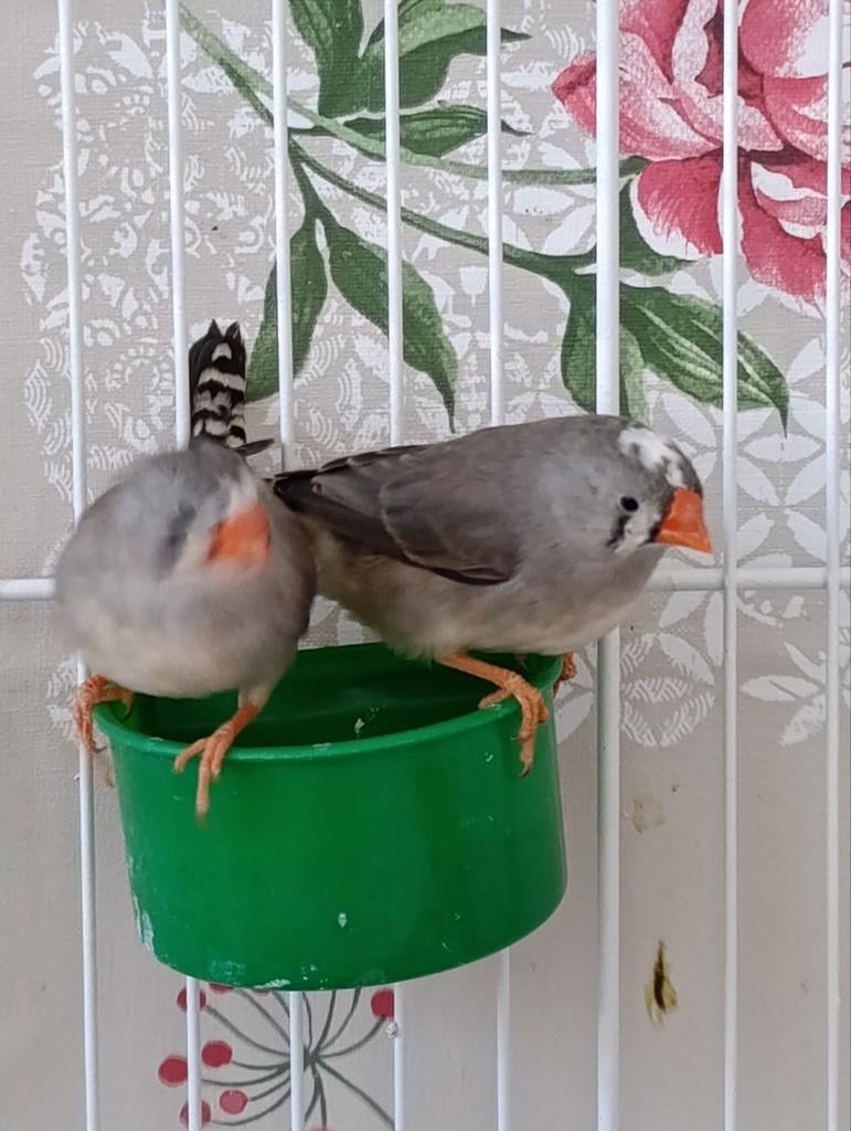 Zebravink popjes, Dieren en Toebehoren, Vogels | Overige Vogels, Vrouwelijk