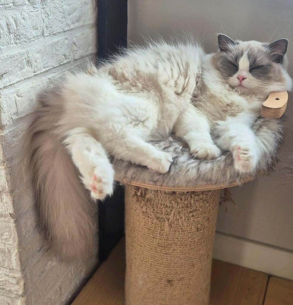 Ragdoll (fok)poes | Met stamboom | Bicolour, Dieren en Toebehoren, Poes, Met stamboom, 0 tot 2 jaar
