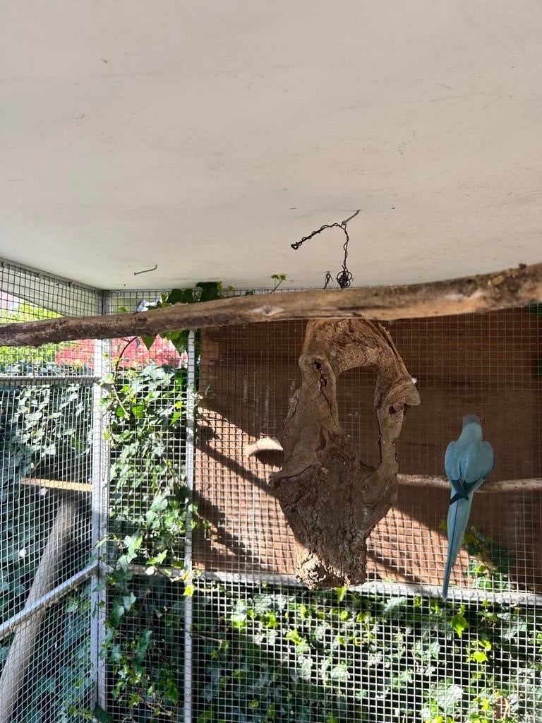 Pop halsbandparkiet, Dieren en Toebehoren, Vogels | Parkieten en Papegaaien, Vrouwelijk, Parkiet, Geringd