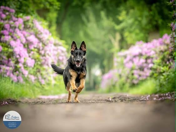 Verwacht: Duitse Herder x Australian Shepherd, 8 tot 15 weken, Parvo, Meerdere, Meerdere dieren