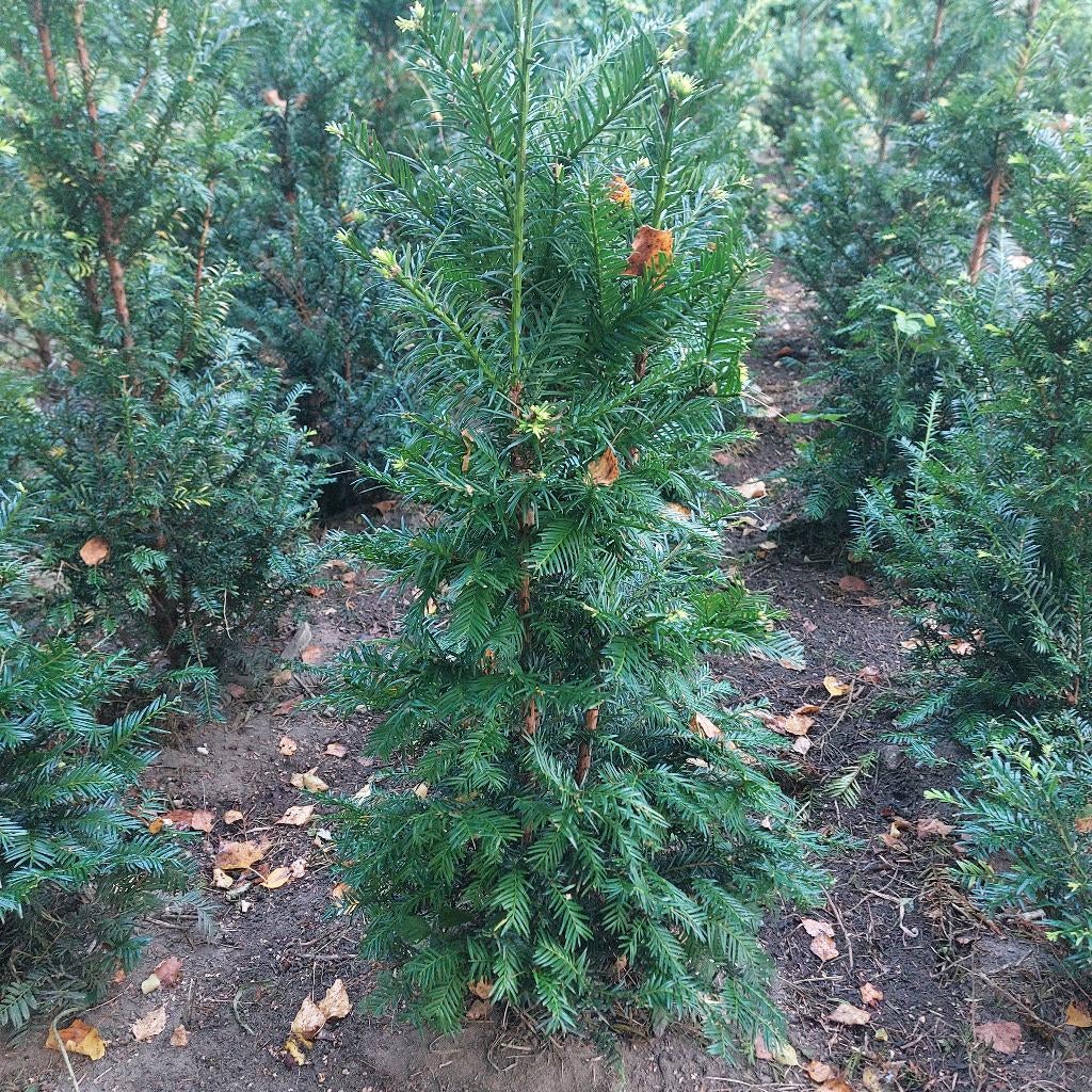 taxus baccata maat 60-80 cm nu € 7.50 p stuk, Tuin en Terras, Planten | Struiken en Hagen, Ophalen of Verzenden, Taxus, Haag, Minder dan 100 cm