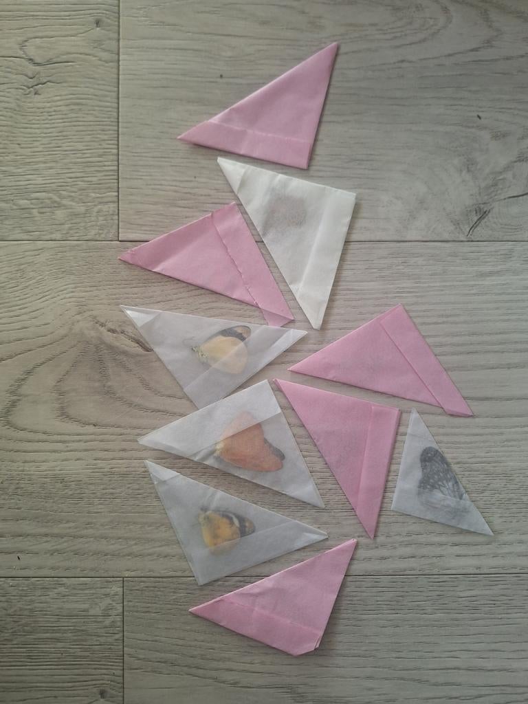 Vlinders ongeprepareerd. 10 stuks, Verzamelen, Dierenverzamelingen, Ophalen of Verzenden, Nieuw, Insect, Overige typen