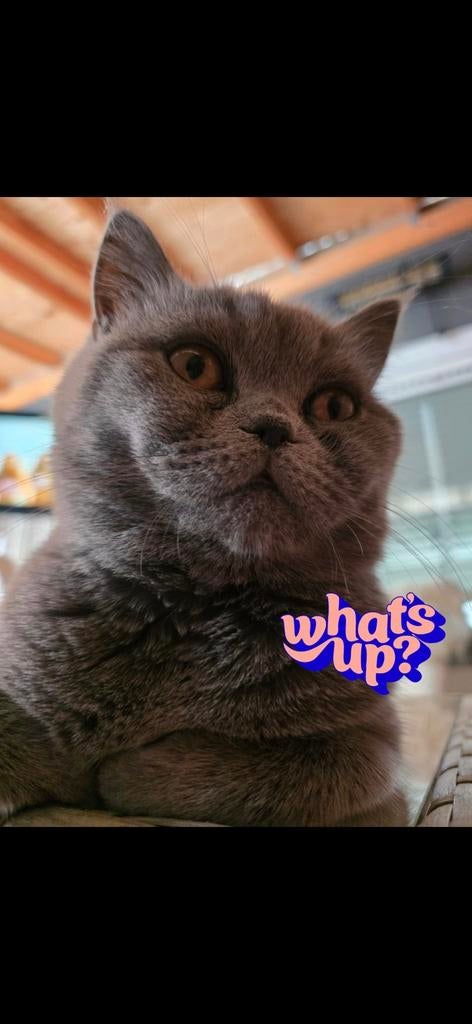 Britse korthaar kittens, Ontwormd