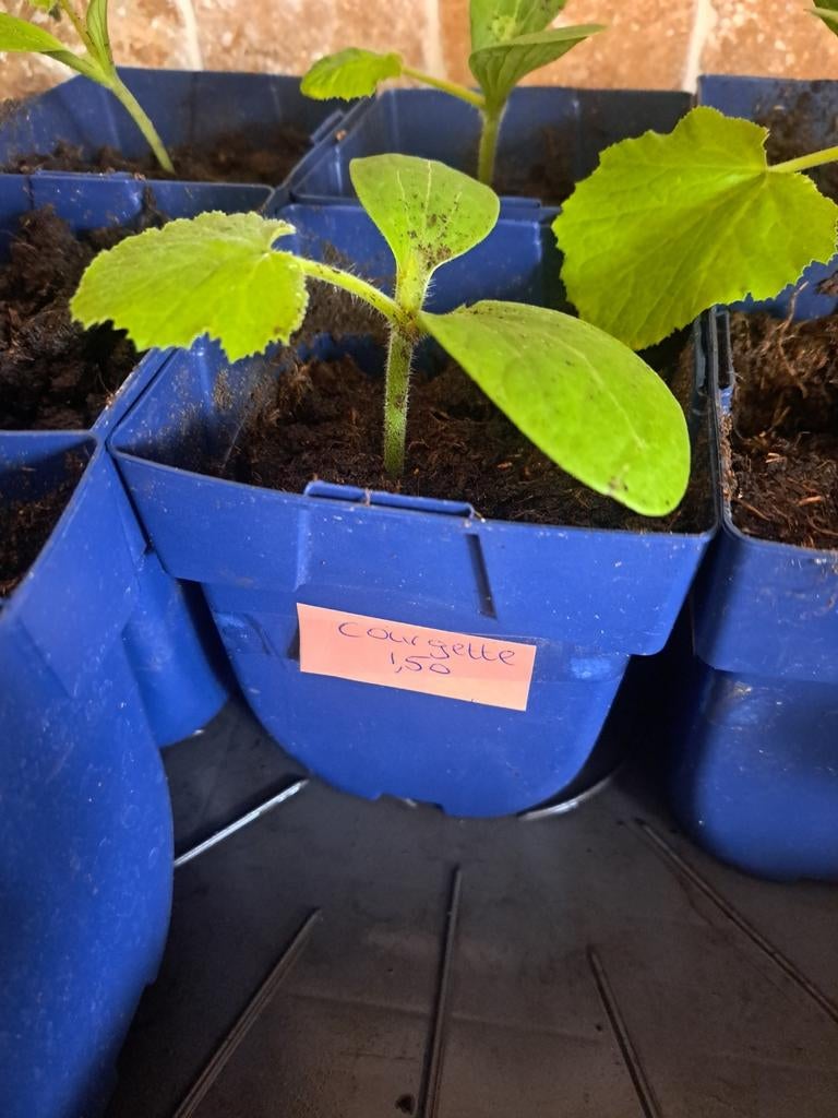 Courgette plant stekjes groentetuin fruit zaaien, Ophalen, Nieuw