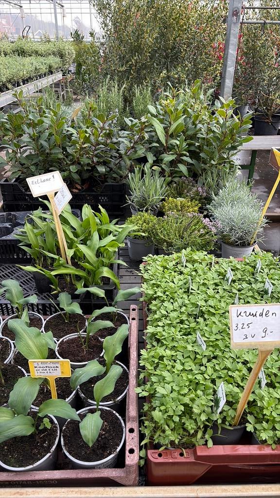 Kruidenplanten citroen verbena, Tuin en Terras, Planten | Tuinplanten, Ophalen, Overige soorten, Volle zon