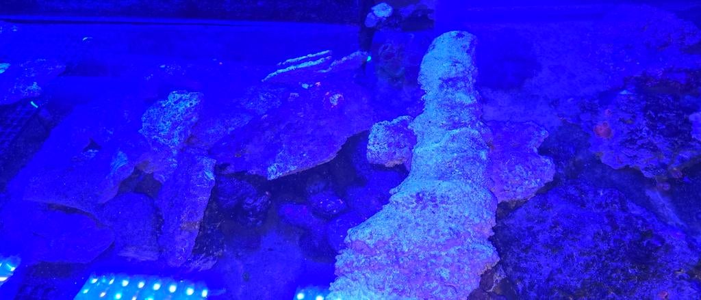 Levend steen ingedraaid voor het zeeaquarium, Overige typen