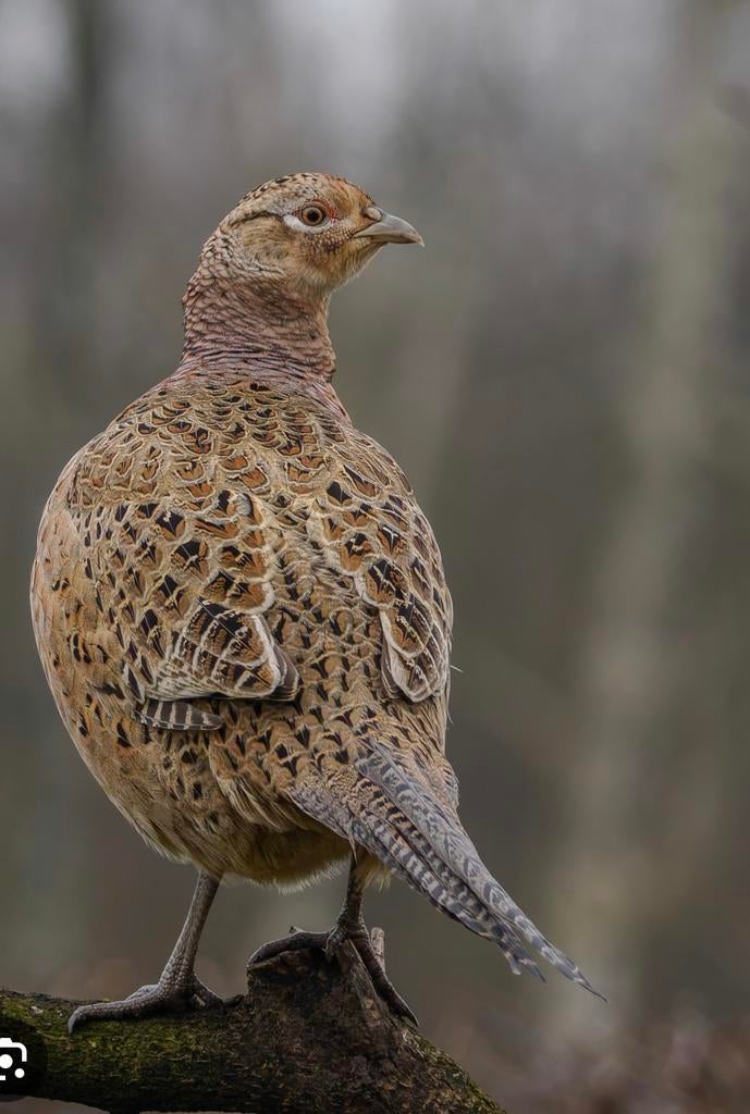 Fazant vrouw gezocht, Vrouwelijk