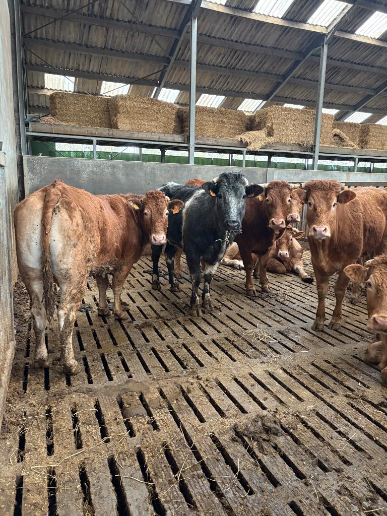 12 limousine koeien, Dieren en Toebehoren, Vrouwelijk, 0 tot 2 jaar