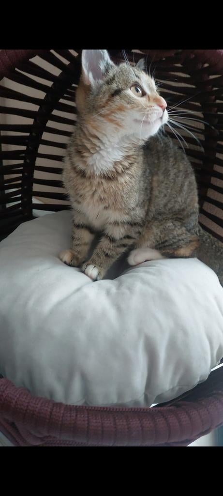 Kitten te koop!, Poes, Ontwormd