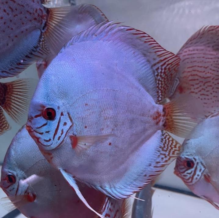 Cobalt - Kobalt 8 cm - discus -Piwowarski - Koidream Valburg, Vis, Zoetwatervis