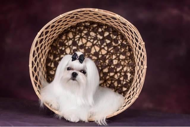 Maltezer mini, Parvo, Maltezer, Reu, 8 tot 15 weken