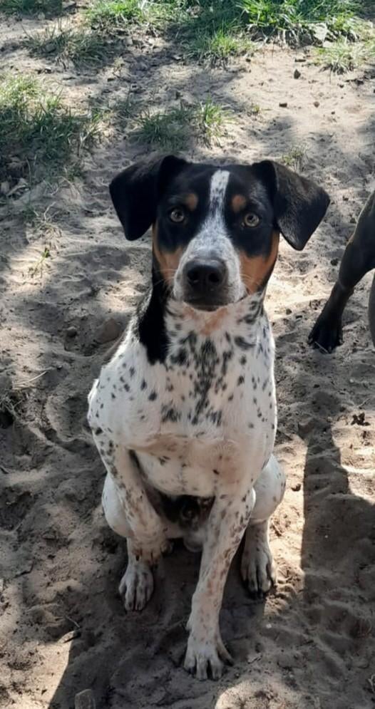 Super mooie Dekreu Boerenfox Driekleur (niet te koop!), Reu, 1 tot 2 jaar, Parvo, Eén hond