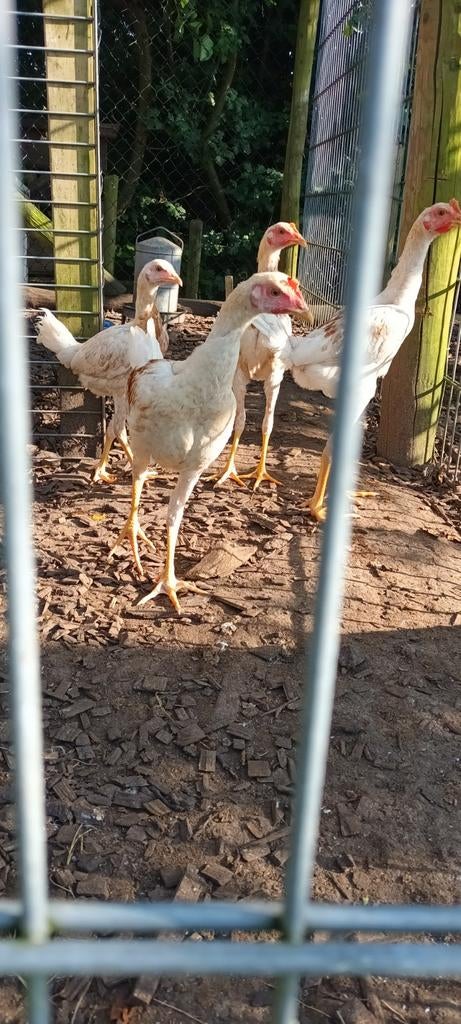 Broedeieren grote Engelse vechters, Dieren en Toebehoren, Pluimvee, Geslacht onbekend, Kip