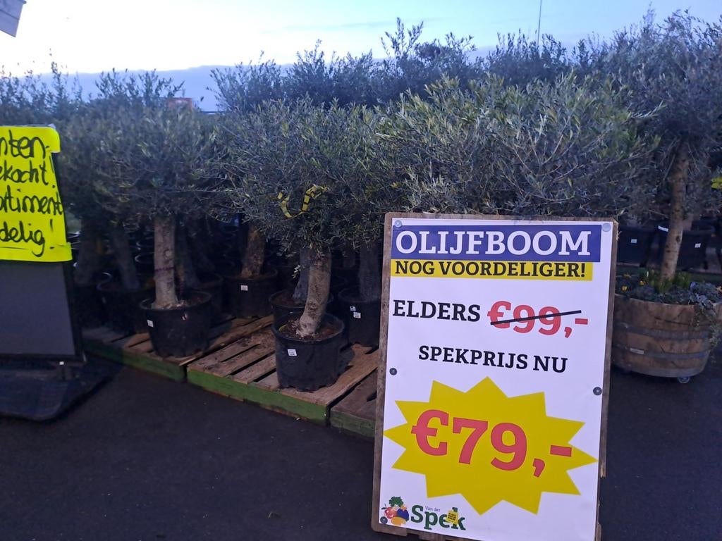 Nieuwe Olijfbomen vanaf 79 euro - Tuincentrum van der Spek, Bloeit niet, 100 tot 250 cm, Olijfboom, Ophalen