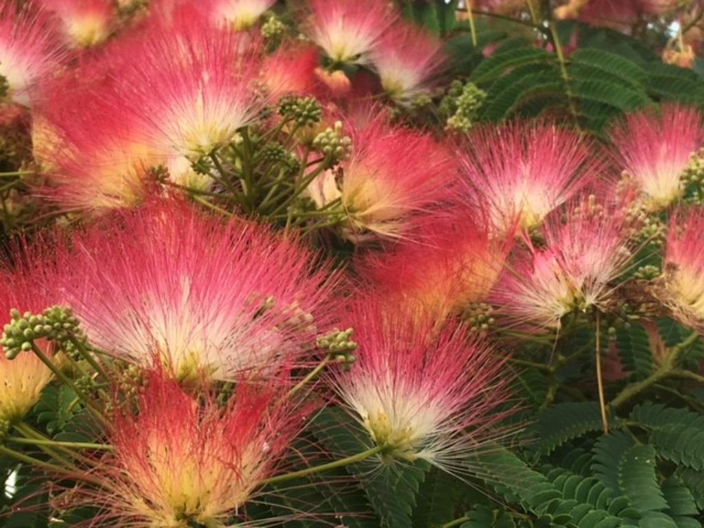 Albizia Slaapboom/Zijdeboom in diverse soorten en maten, Overige soorten, 100 tot 250 cm, Zomer, Ophalen