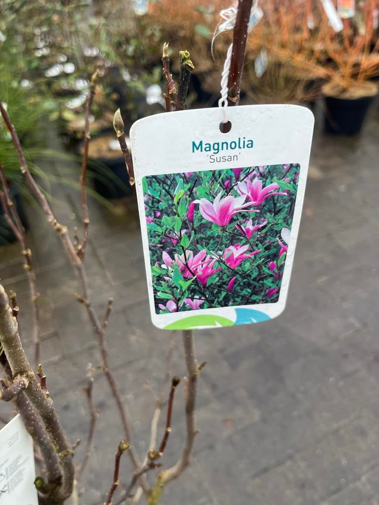 Magnolia Susan - Prachtige bloeiende struik, Volle zon, Vaste plant, Lente, Ophalen