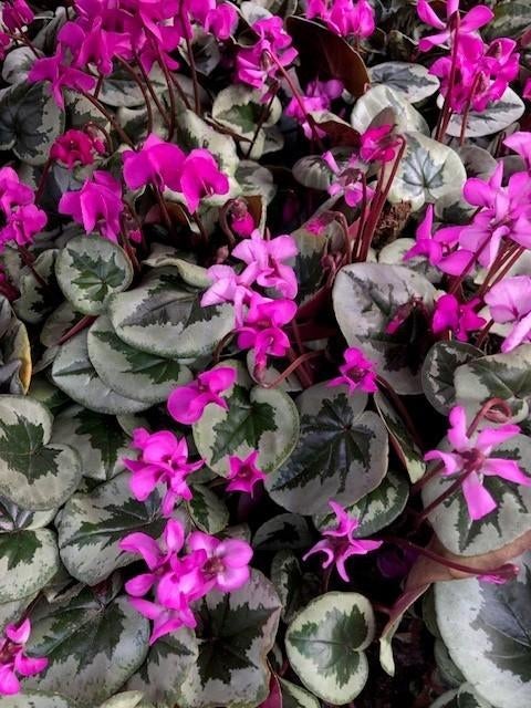 Winterbloeiende Cyclamen, Alpenviooltje, diverse soorten, Ophalen, Bodembedekkers, Vaste plant, Halfschaduw