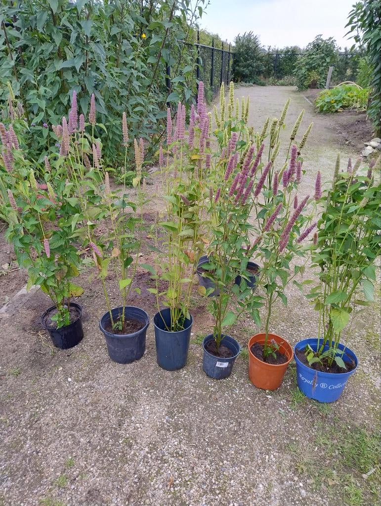 Grote biologisch gekweekte Dropplanten/ Agastache, Tuin en Terras, Planten | Tuinplanten, Ophalen, Overige soorten, Volle zon