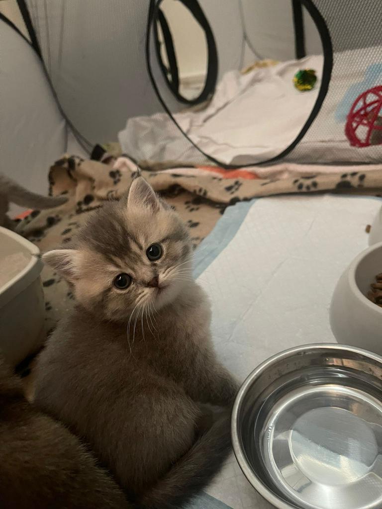 Brits kittens / de laatste gold bruine poes nog!!