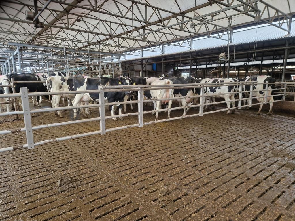 Opdrijfhek, Dieren en Toebehoren, Meerdere dieren, 3 tot 6 jaar