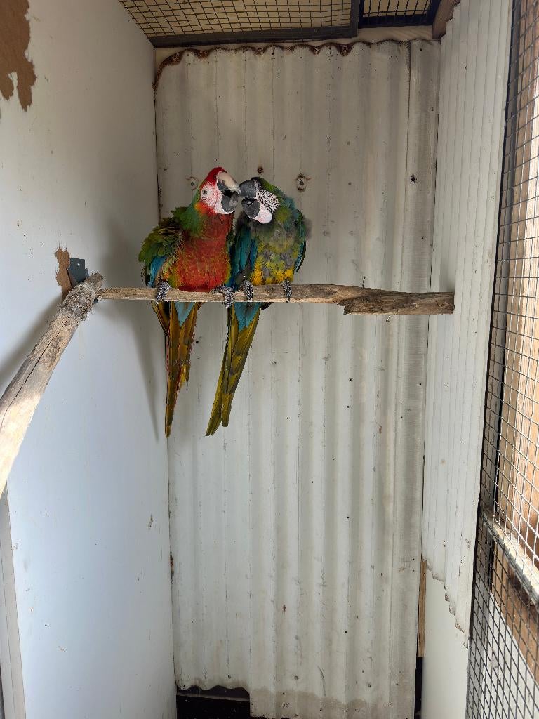 shamrock ara man x miligold ara pop, Dieren en Toebehoren, Vogels | Parkieten en Papegaaien, Meerdere dieren, Papegaai, Geringd