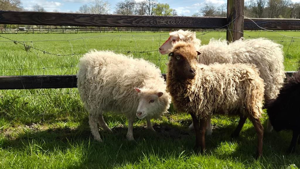 Mooie Ouessants schapen., Meerdere dieren, Schaap, 0 tot 2 jaar