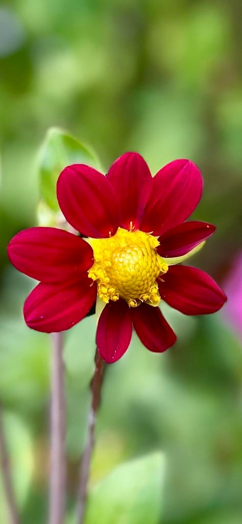 Dahlia knol 46, Tuin en Terras, Bloembollen en Zaden, Ophalen of Verzenden, Volle zon, Knol