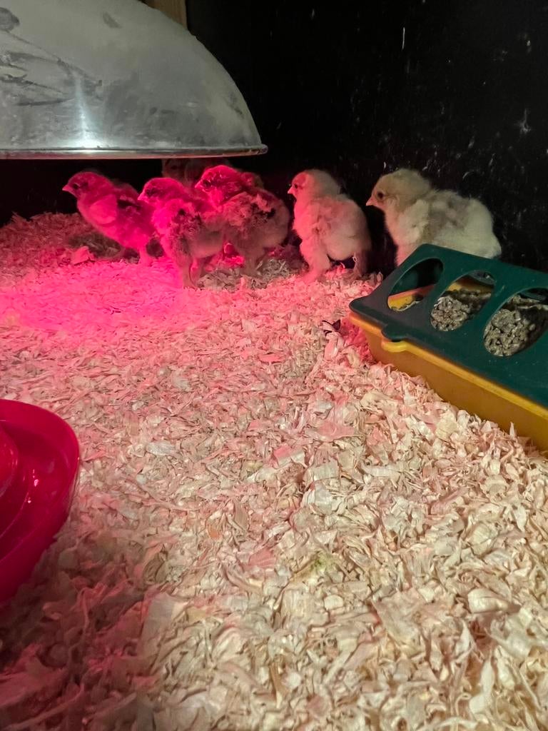 Brahma groot kuikens, Geslacht onbekend, Kip