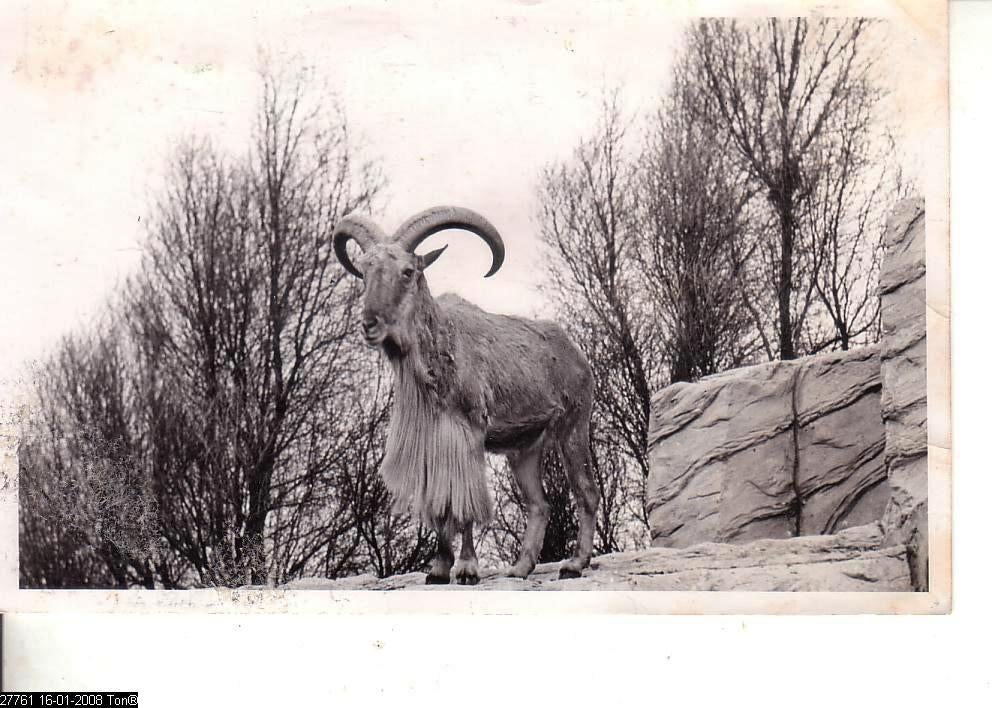 Ansichtkaart	Moeflon, Verzenden, 1940 tot 1960, Gelopen, Wild dier