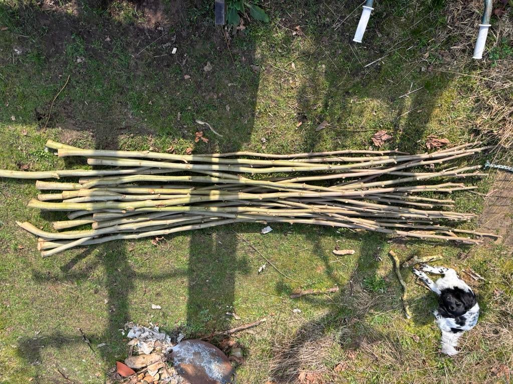 Rijshout, bonenstaken, Ophalen, Nieuw, 250 cm of meer, Overige typen