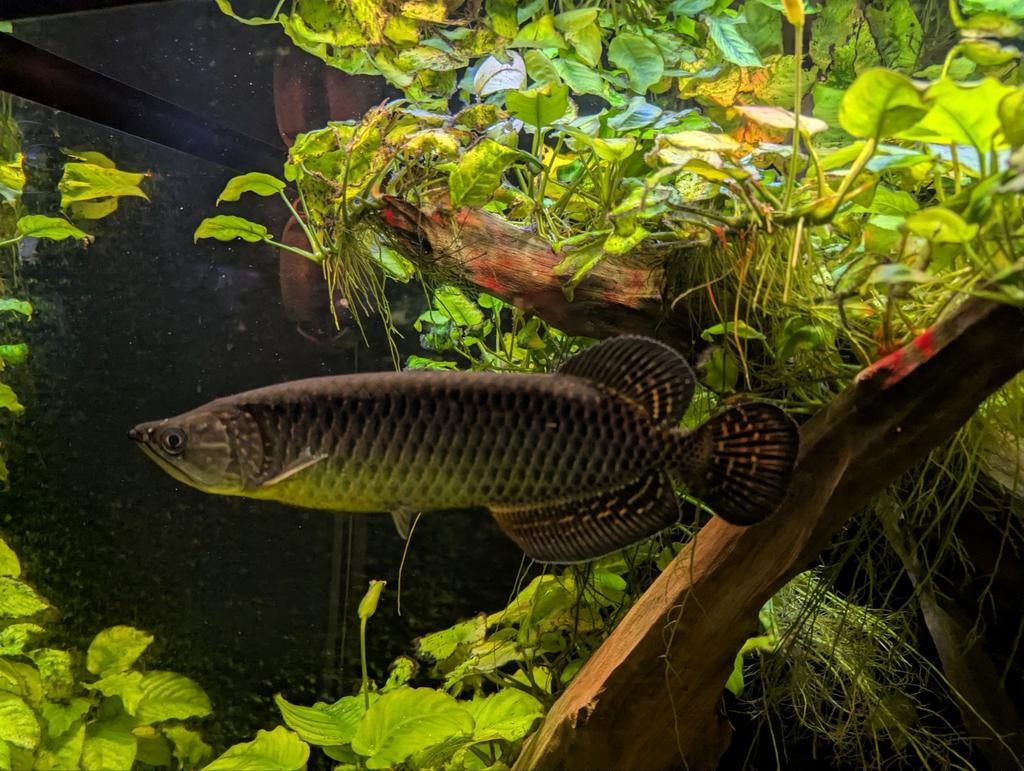 Scleropages jardini - Jardini arowana, Dieren en Toebehoren, Vis