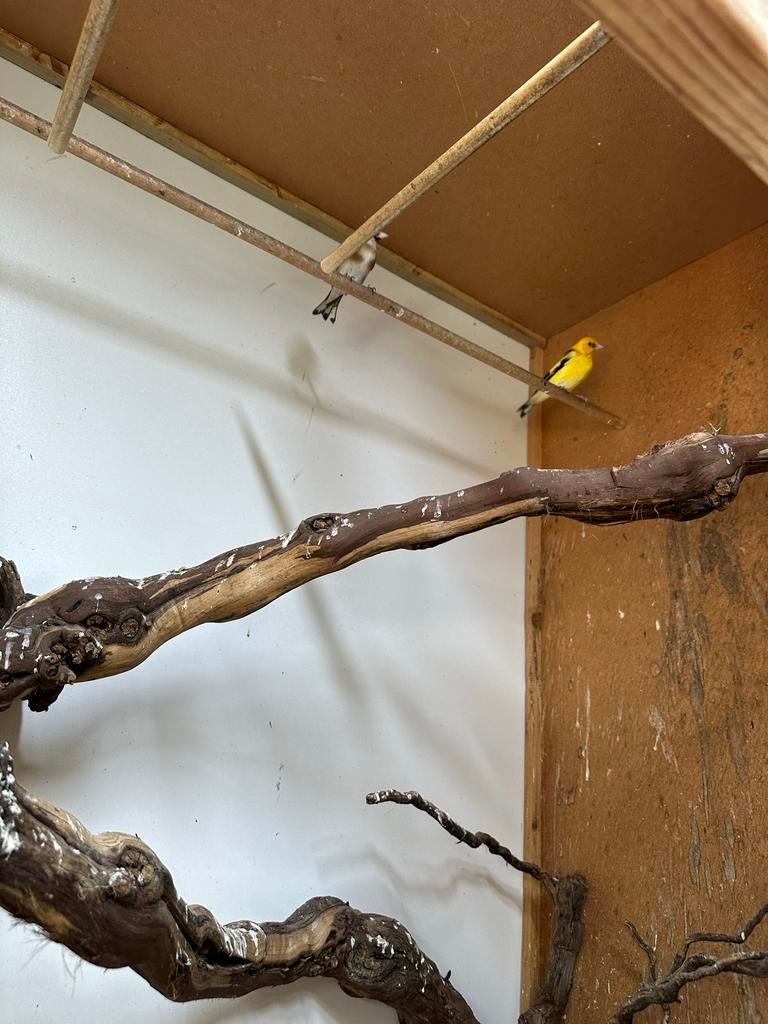 Mayor geel man, Dieren en Toebehoren, Mannelijk, Wildzangvogel