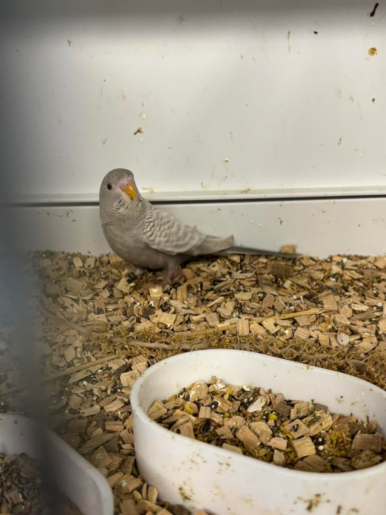 Blackface dunfallow / blackwing, Dieren en Toebehoren, Mannelijk