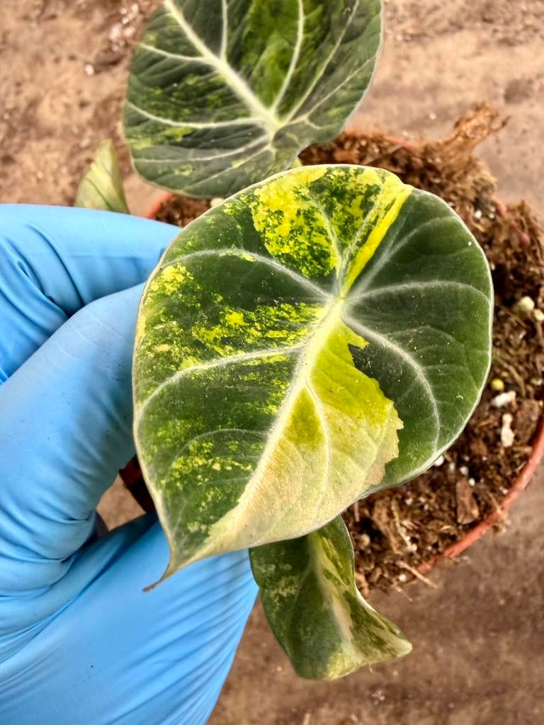 Alocasia Black Velvet Aurea, Huis en Inrichting, Kamerplanten, Ophalen of Verzenden