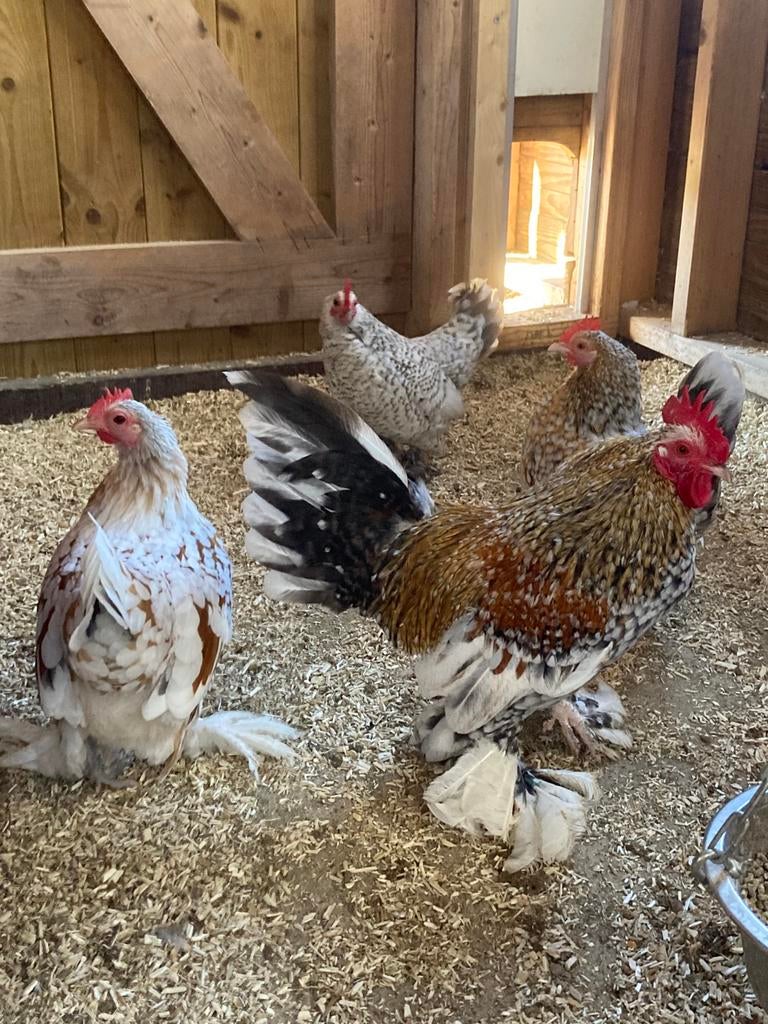 Sabelpoot kriel, Dieren en Toebehoren, Geslacht onbekend, Kip