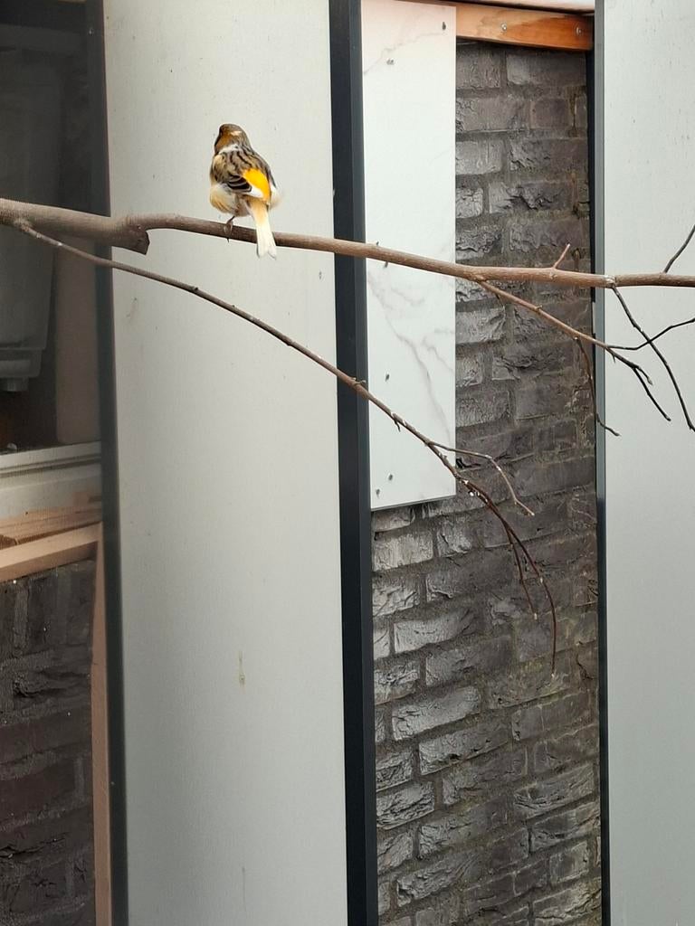 Harlekijn kanarie man 20 e, Mannelijk