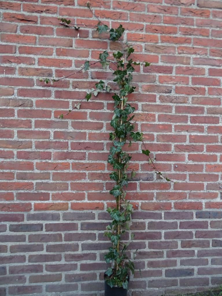 **ACTIE** klimop, Hedera hibernica, 150-175 cm Snel groeiend, Tuin en Terras, Planten | Tuinplanten, Vaste plant, Ophalen of Verzenden